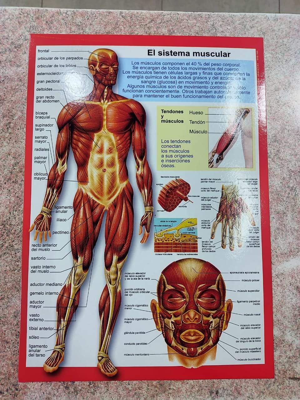 ¡LÁMINAS MEDIANAS: EL TAMAÑO PERFECTO PARA APRENDER Y DECORAR! 🤩✨